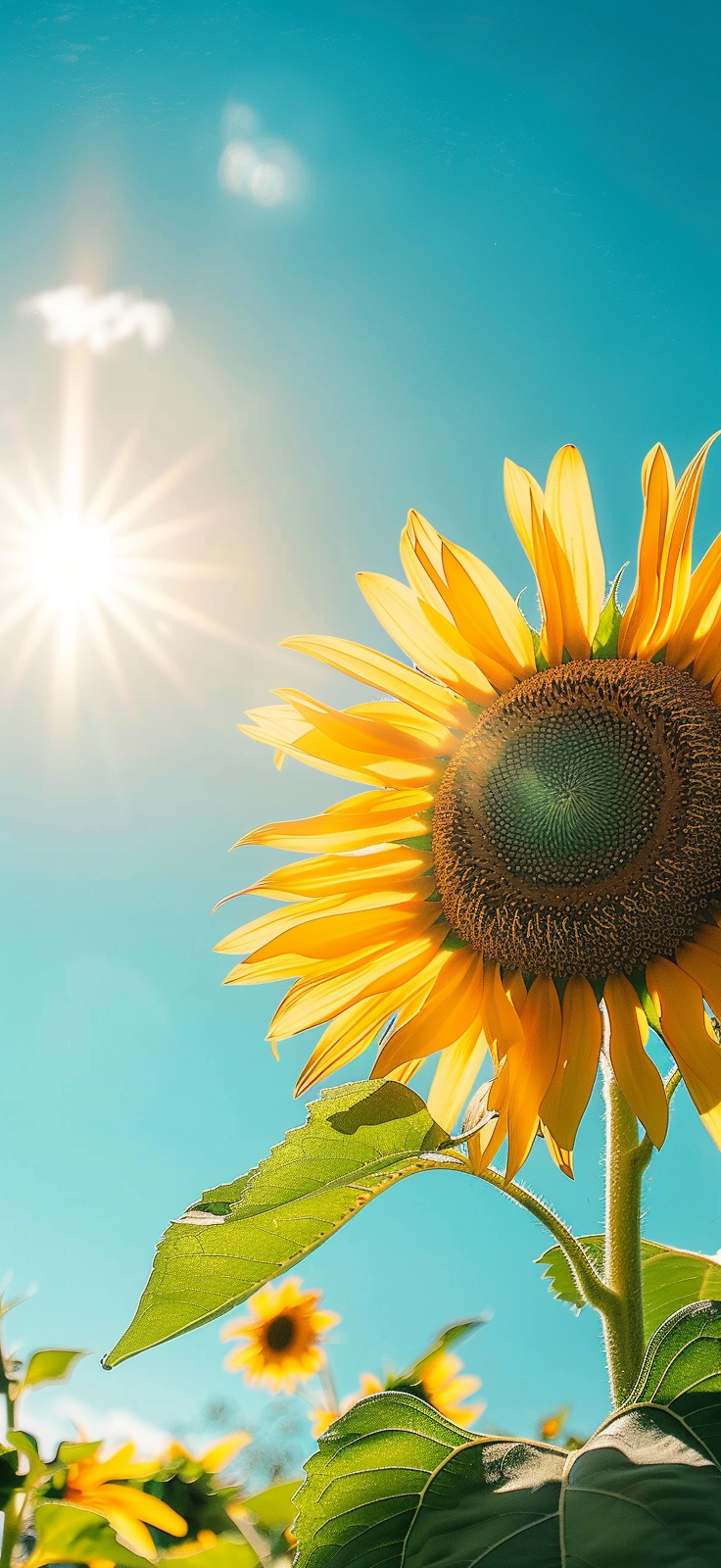 sunflower in sunlight