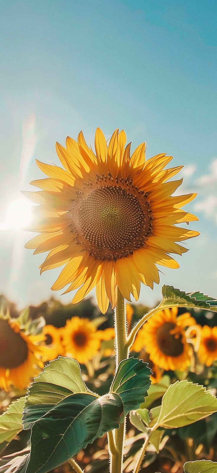 sunflower in sunlight