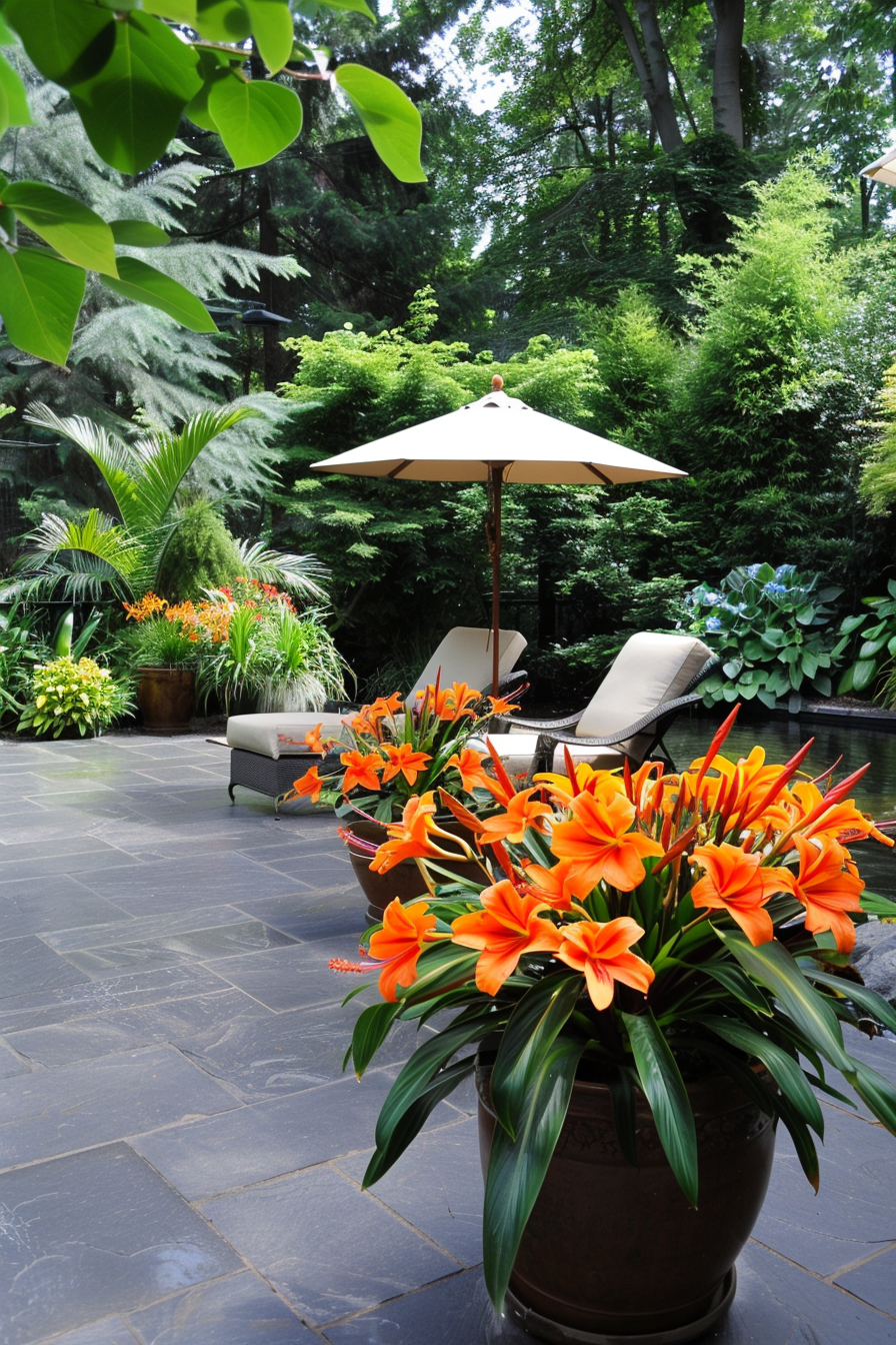 Canna lilies in large containers