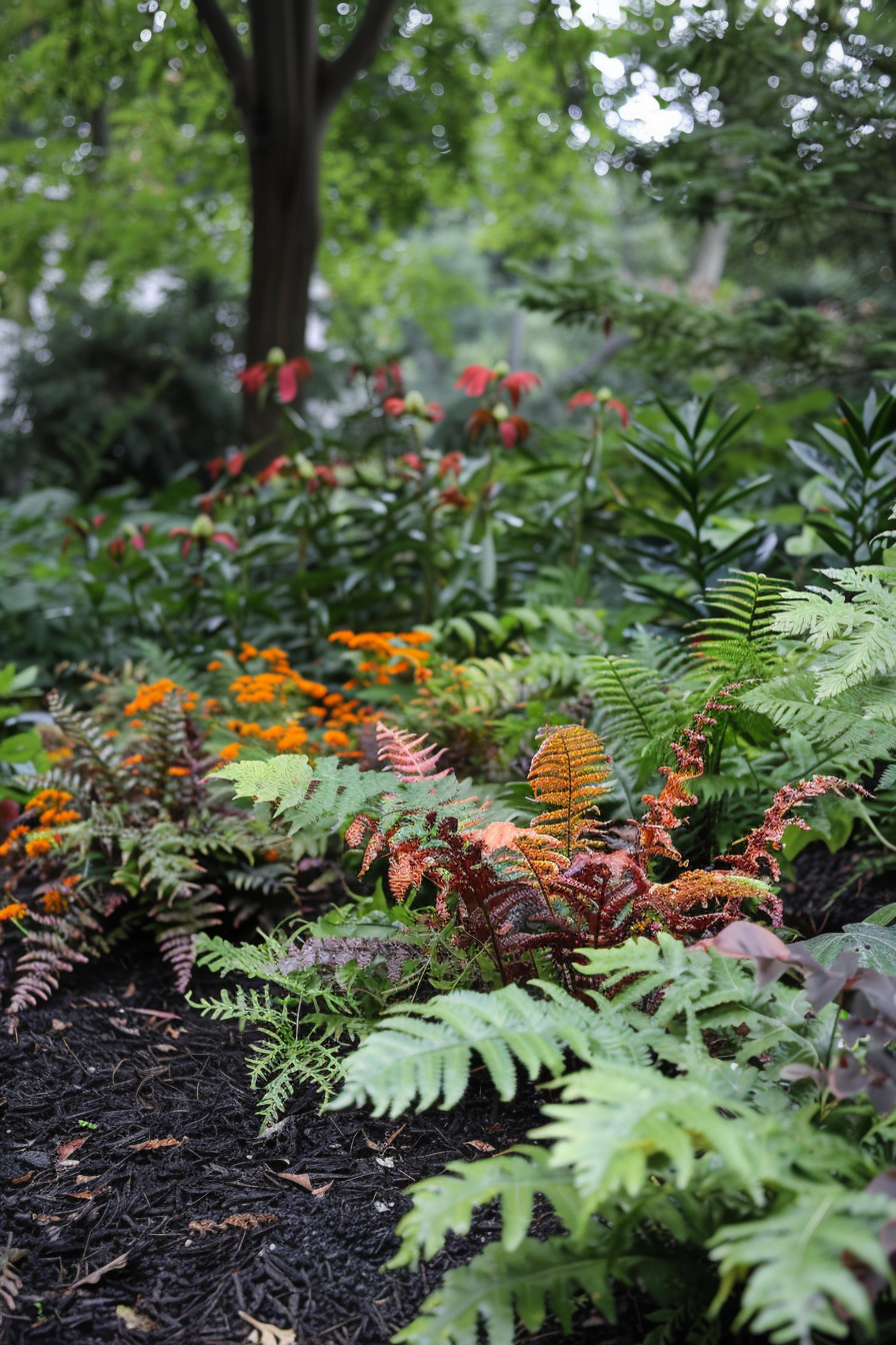 Autumn Fern with coppery red fronds in a shaded garden