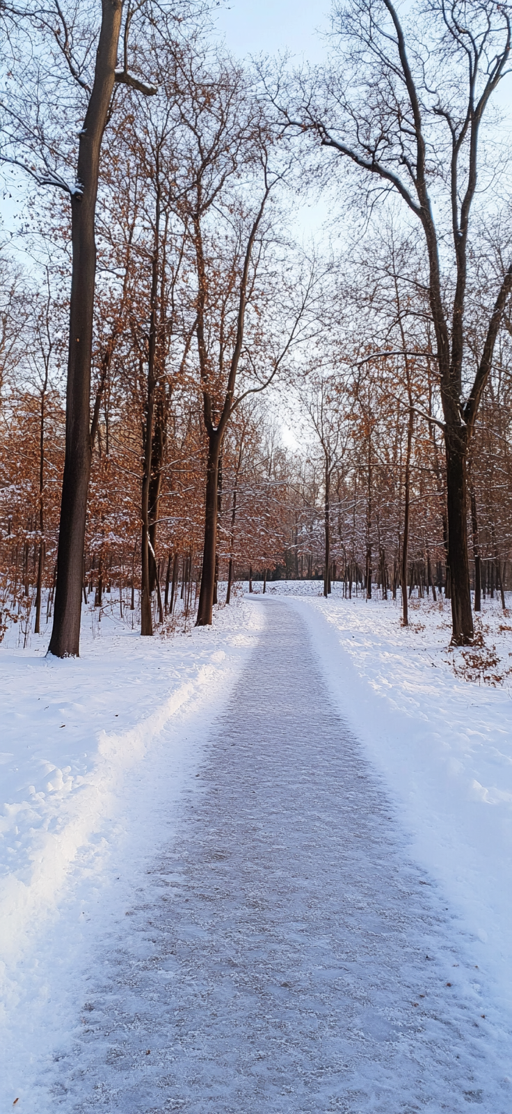 serene snow-covered pathway through the woods