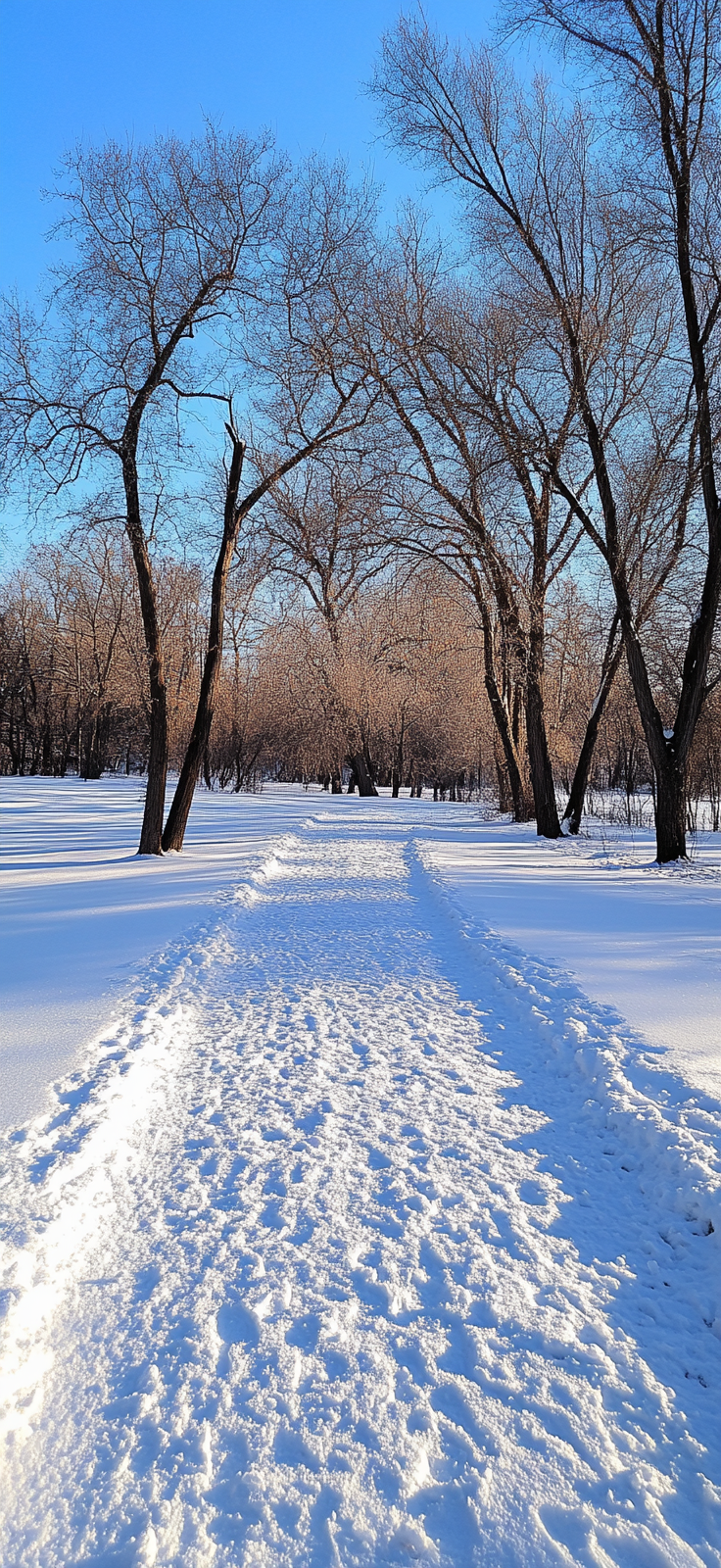 winter wonderland with snow-covered pathway