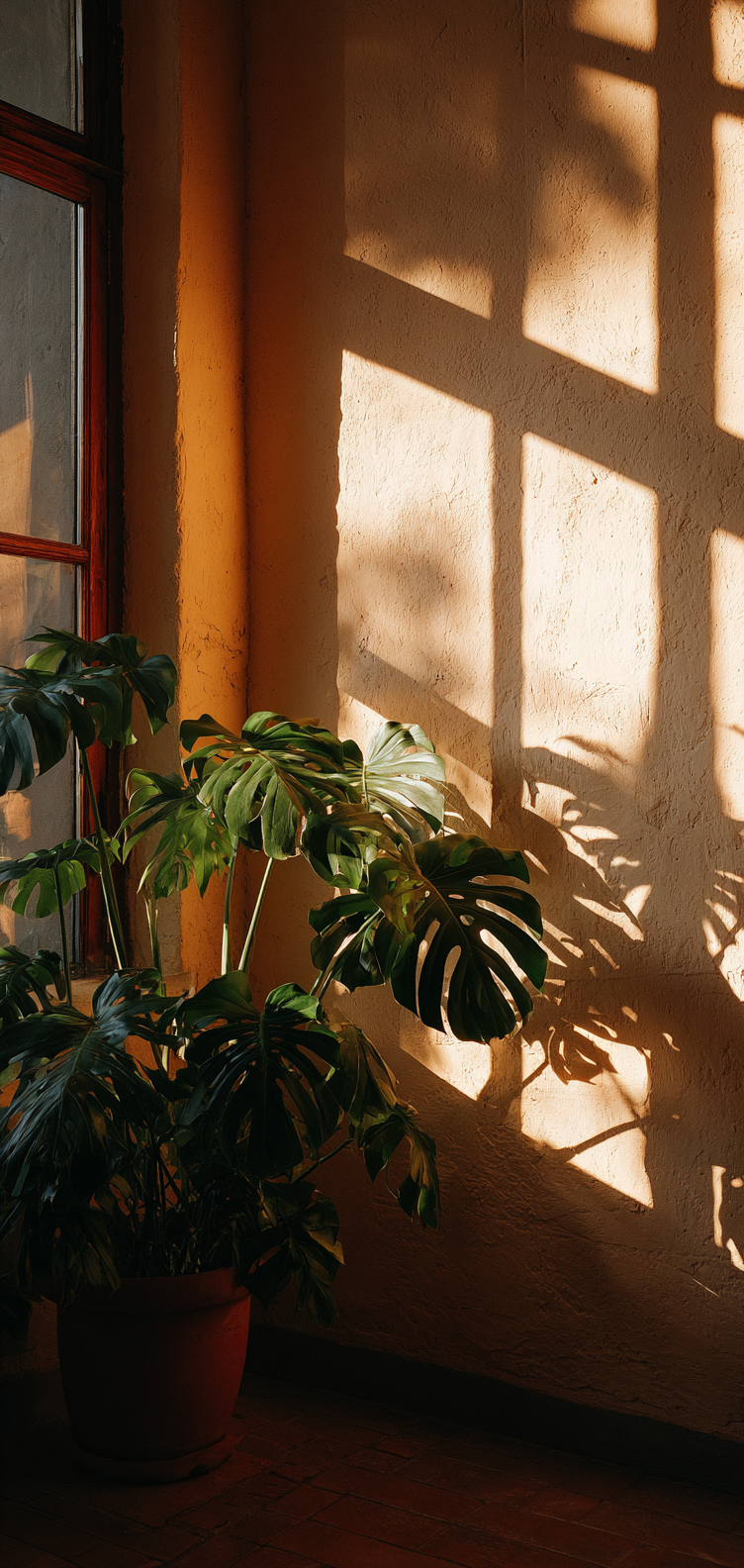 Monstera leaf shadows on plaster wall