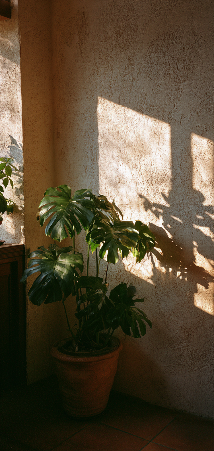 Monstera silhouettes on stucco finish