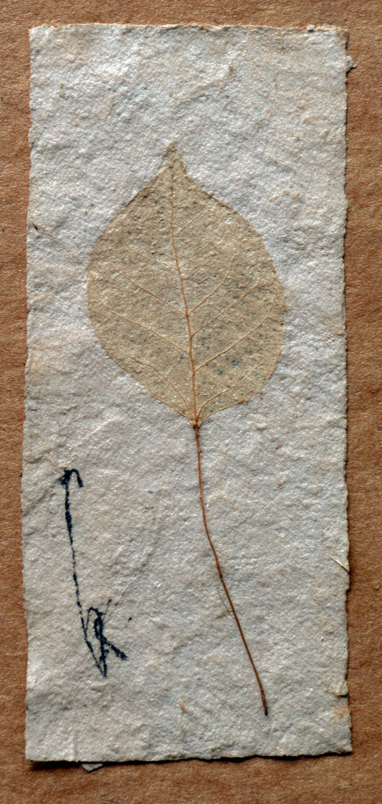 Minimal leaf line drawing on paper texture