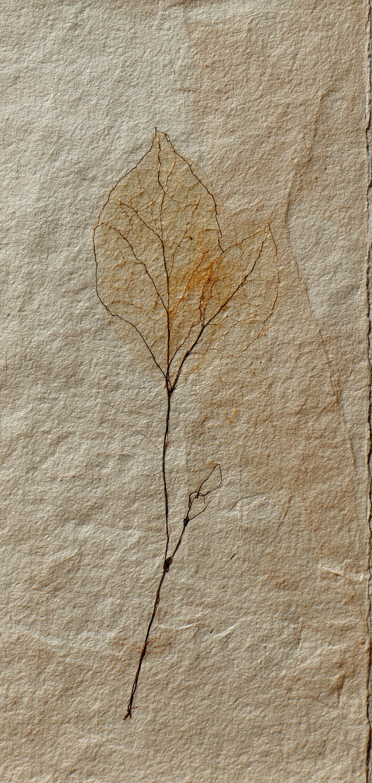 Fine line leaf illustration, minimal